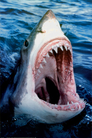  four people. Photo courtesy of Google images. Recently, shark attacks 
